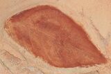 Red Fossil Dogwood Leaf (Cornus) - Montana #189042-1